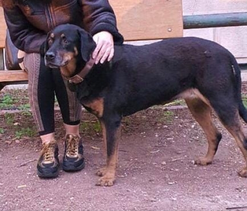 Χάθηκε θηλυκό σκυλί