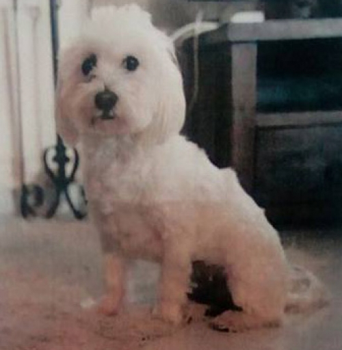 &Chi;ά&theta;&eta;&kappa;&epsilon; ά&sigma;&pi;&rho;&omicron; &sigma;&kappa;&upsilon;&lambda;ί &Mu;&alpha;&lambda;&tau;έ&zeta;, &Beta;ύ&rho;&omega;&nu;&alpha;&sigmaf;