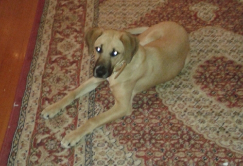 &Chi;ά&theta;&eta;&kappa;&epsilon; &eta;&mu;ί&alpha;&iota;&mu;&omicron; &mu;&pi;ό&xi;&epsilon;&rho;, &Chi;&alpha;&lambda;ά&nu;&delta;&rho;&iota;