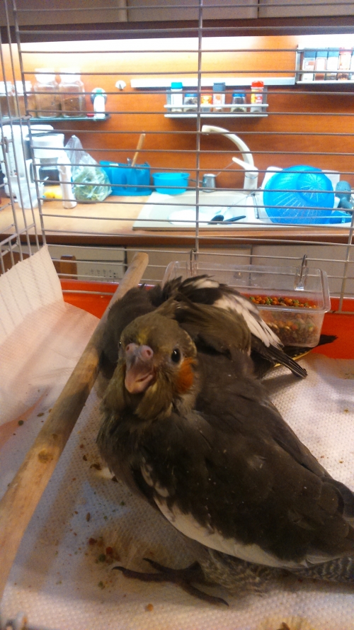 ΚΑΤΩ ΠΕΥΚΗ, ΜΙΚΡΟ ΚΟΚΑΤΙΛ, ΧΡΩΜΑΤΟΣ ΓΚΡΙ