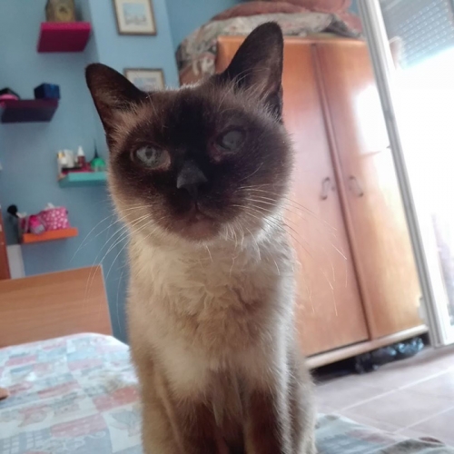 Χάθηκε γάτα, Περαία