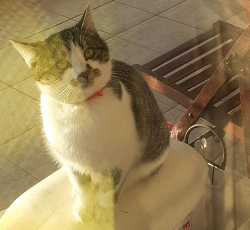 Χάθηκε γάτος, Αλεξανδρούπολη