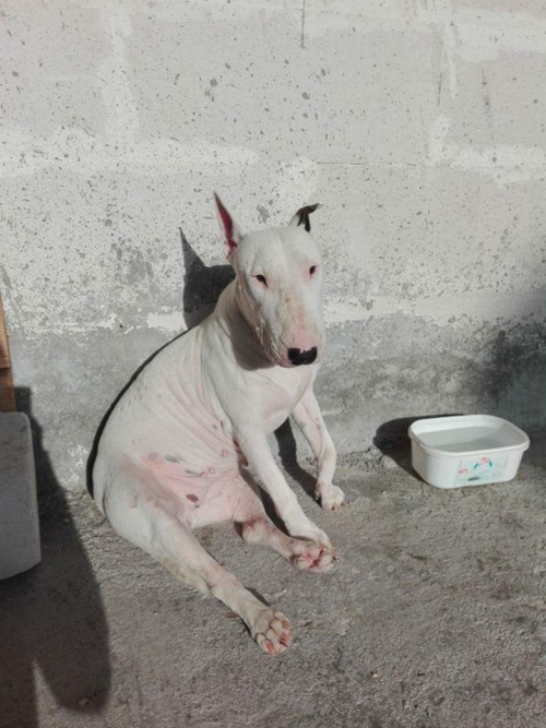 Χάθηκε λευκό Bull terrie