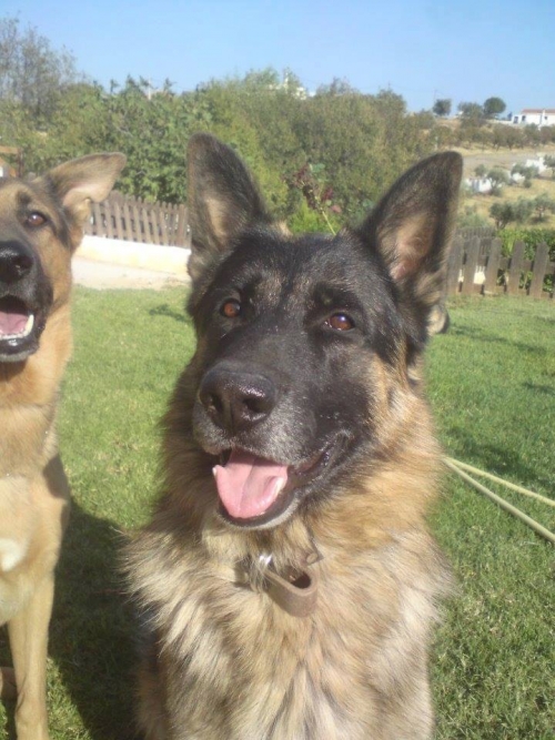 Χάθηκε Λυκόσκυλο, Κίτσι Κορωπίου