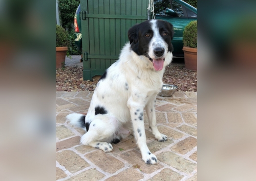 Χάθηκε σκύλος, Πανόρμου