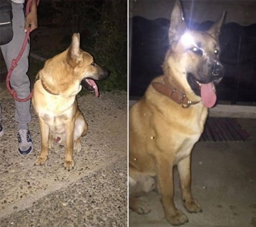 Χάθηκε καφέ λυκόσκυλο, Αχαρνές