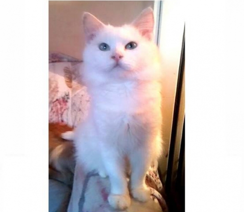 &Chi;ά&theta;&eta;&kappa;&epsilon; &lambda;&epsilon;&upsilon;&kappa;ό&sigmaf; &gamma;ά&tau;&omicron;&sigmaf;, &Nu;. &Sigma;&mu;ύ&rho;&nu;&eta;