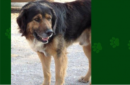 &Chi;ά&theta;&eta;&kappa;&epsilon; &mu;&alpha;ύ&rho;&omicron; &kappa;&alpha;&phi;έ &alpha;&rho;&sigma;&epsilon;&nu;&iota;&kappa;ό, &Sigma;&iota;&delta;&eta;&rho;ό&kappa;&alpha;&sigma;&tau;&rho;&omicron;