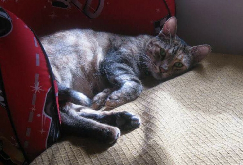 &Chi;ά&theta;&eta;&kappa;&epsilon; &gamma;ά&tau;&alpha;, &Kappa;&alpha;&lambda;&lambda;&iota;&theta;έ&alpha;