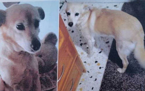 Χάθηκε σκύλος, Νίκαια