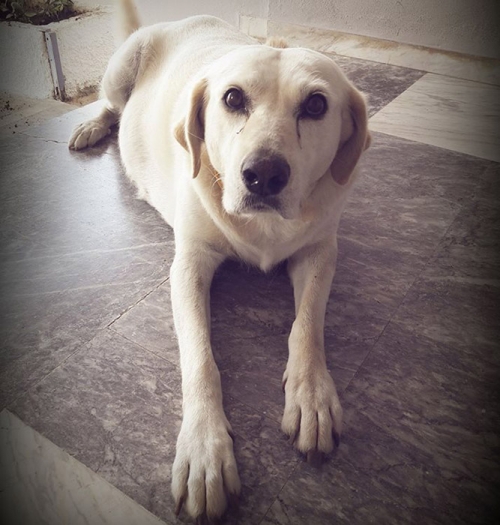 &Chi;ά&theta;&eta;&kappa;&epsilon; &theta;&eta;&lambda;&upsilon;&kappa;ό &Lambda;ά&mu;&pi;&rho;&alpha;&nu;&tau;&omicron;&rho;, &Nu;. &Alpha;&rho;&tau;ά&kappa;&eta;