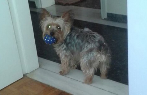 &Chi;ά&theta;&eta;&kappa;&epsilon; Yorkshire Terrier, &Kappa;&epsilon;&rho;&alpha;&tau;έ&alpha;
