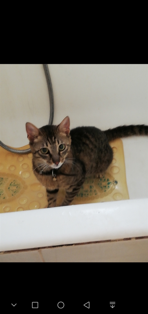 Χάθηκε γατος Χολαργός