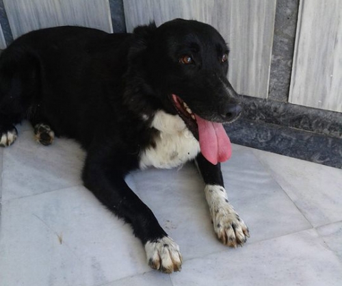 &Chi;ά&theta;&eta;&kappa;&epsilon; &eta;&mu;ί&alpha;&iota;&mu;&omicron; &Pi;ί&tau;&mu;&pi;&omicron;&upsilon;&lambda;, &Sigma;&upsilon;&kappa;&iota;έ&sigmaf;