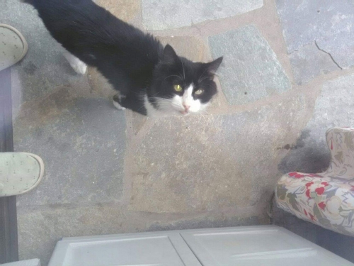 Χαθηκε γατος στα Ιωαννινα