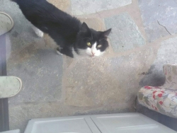 &Chi;&alpha;&theta;&eta;&kappa;&epsilon; &gamma;&alpha;&tau;&omicron;&sigmaf; &sigma;&tau;&alpha; &Iota;&omega;&alpha;&nu;&nu;&iota;&nu;&alpha;