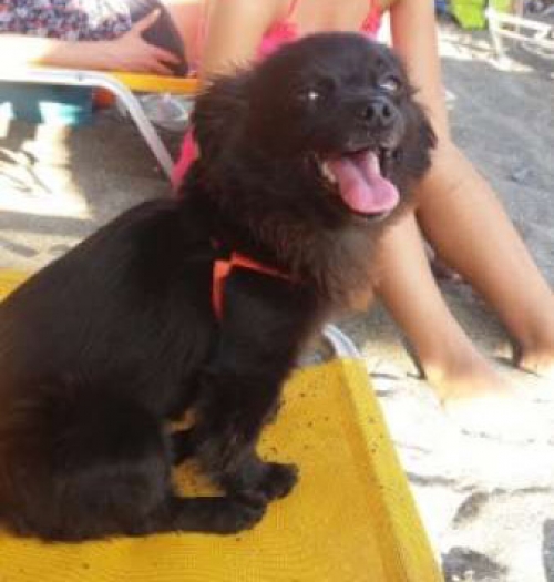 Χάθηκε ημίαιμο Κοκόνι, Βριλλήσια