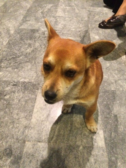 &Beta;&rho;έ&theta;&eta;&kappa;&epsilon; &kappa;&alpha;&nu;&epsilon;&lambda;ί &kappa;&alpha;&phi;έ &sigma;&kappa;&upsilon;&lambda;ά&kappa;&iota;,