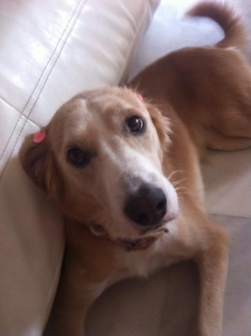 &Chi;ά&theta;&eta;&kappa;&epsilon; &mu;&pi;&epsilon;&zeta; &xi;&alpha;&nu;&theta;ό &theta;&eta;&lambda;&upsilon;&kappa;ό &sigma;&kappa;&upsilon;&lambda;ά&kappa;&iota;