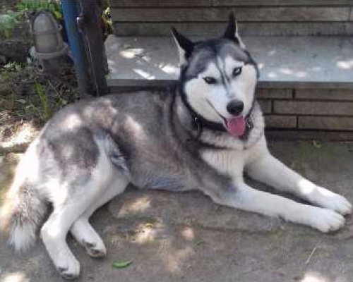 &Chi;ά&theta;&eta;&kappa;&epsilon; &Chi;ά&sigma;&kappa;&iota;, &Beta;&epsilon;&lambda;&epsilon;&sigma;&tau;ί&nu;&omicron;