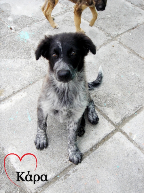 Προς Υιοθεσία: Θηλυκό Ημίαιμο Κουτάβι