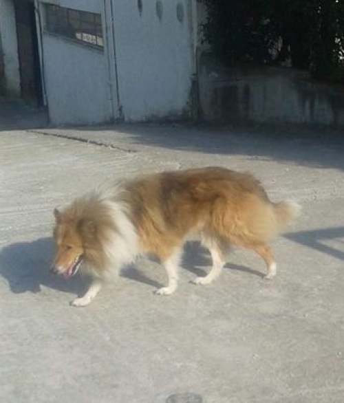 &Beta;&rho;έ&theta;&eta;&kappa;&epsilon; &Kappa;ό&lambda;&epsilon;&upsilon;, Ά&gamma;&iota;&omicron;&sigmaf; &Sigma;&tau;έ&phi;&alpha;&nu;&omicron;&sigmaf;