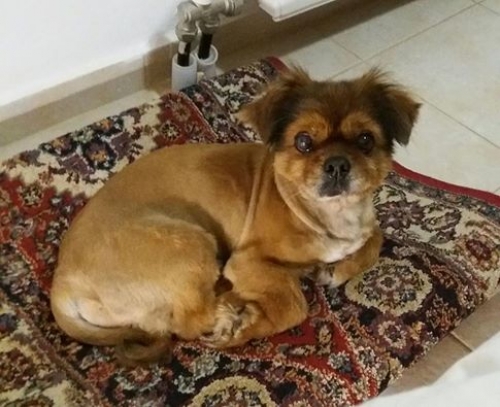 &Chi;ά&theta;&eta;&kappa;&epsilon; &Pi;&epsilon;&kappa;&iota;&nu;&omicron;&upsilon;ά, &Eta;&rho;ά&kappa;&lambda;&epsilon;&iota;&omicron; &Kappa;&rho;ή&tau;&eta;