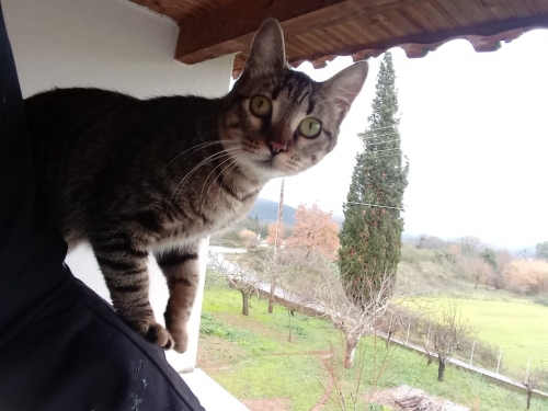 Χάθηκε γατούλα