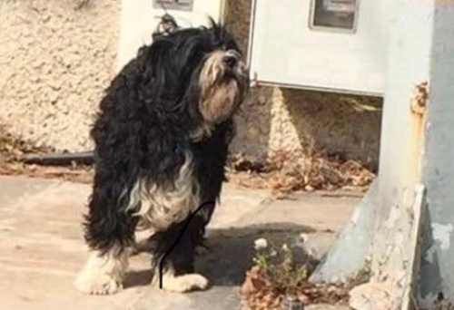 Βρέθηκε ασπρόμαυρος σκύλος, Κηφισιά