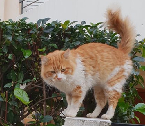 Βρέθηκε άσπρος-καφέ γάτος, Πεύκη