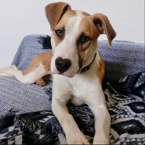 Χάθηκε θηλυκός σκύλος, Καισαριανή