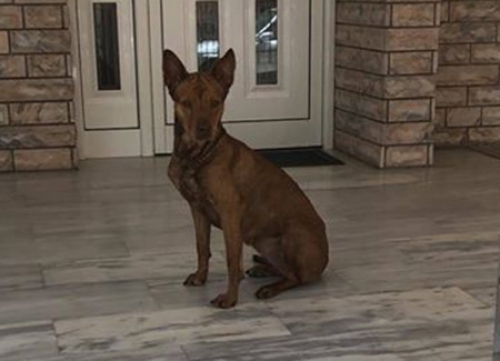 Βρέθηκε καφέ σκύλος, Κάτω Πατήσια