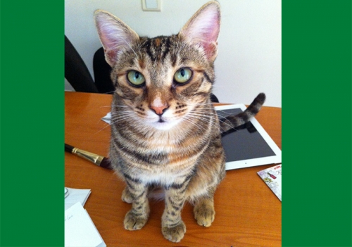 Χάθηκε γάτα, Μελίσσια