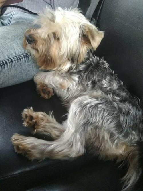 Χάθηκε Γιορκσάιρ Τερριέ, Λαγονήσι