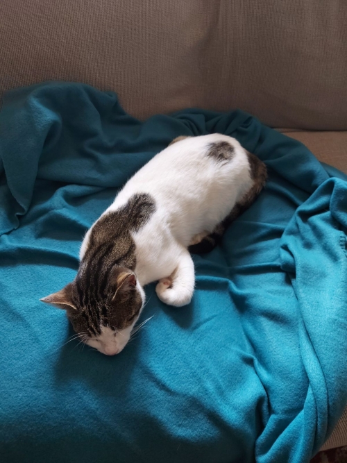 Βρέθηκε γάτα στην Κηφισιά, με ένα μπλε κ ένα πράσινο μάτι.