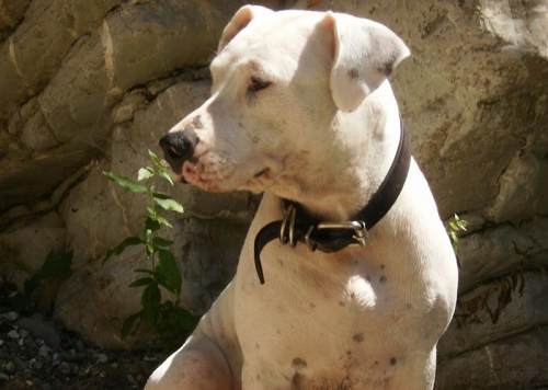 &Chi;ά&theta;&eta;&kappa;&epsilon; &lambda;&epsilon;&upsilon;&kappa;ό &theta;&eta;&lambda;&upsilon;&kappa;ό &sigma;&kappa;&upsilon;&lambda;ί, &Pi;ά&rho;&nu;&eta;&theta;&alpha;