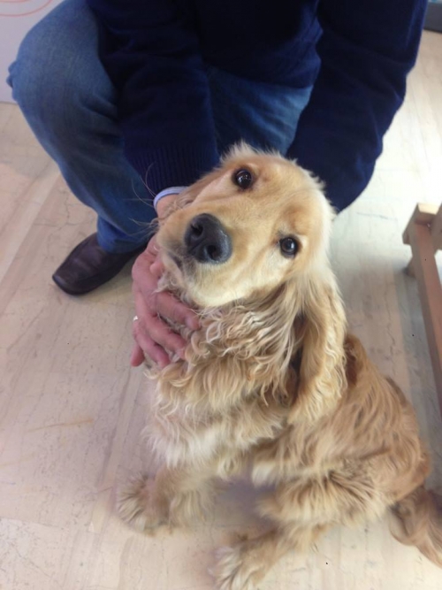 &Beta;&rho;έ&theta;&eta;&kappa;&epsilon; &mu;&pi;&epsilon;&zeta; &Kappa;ό&kappa;&kappa;&epsilon;&rho;, &Kappa;&alpha;&lambda;&lambda;&iota;&theta;έ&alpha;