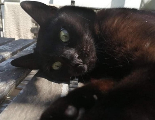 Χάθηκε μαύρος γάτος, Θεσσαλονίκη