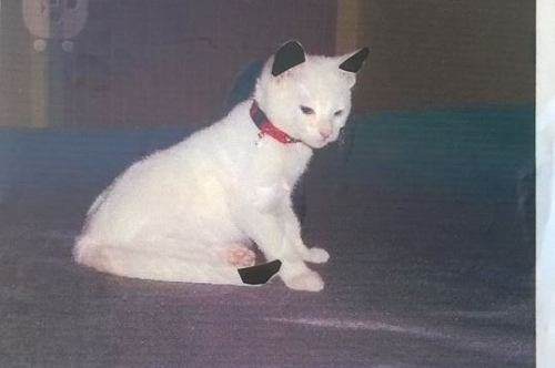 &Chi;ά&theta;&eta;&kappa;&epsilon; &Gamma;ά&tau;&alpha;, &lambda;&epsilon;&upsilon;&kappa;ό &mu;&epsilon; &mu;&alpha;ύ&rho;&omicron;, &Sigma;&alpha;&rho;&omega;&nu;ί&delta;&alpha;