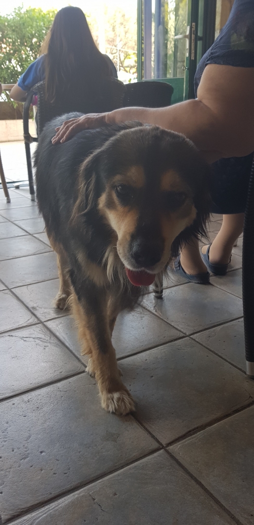 Βρεθηκε αρσενικος σκυλος στην Σαρωνιδα