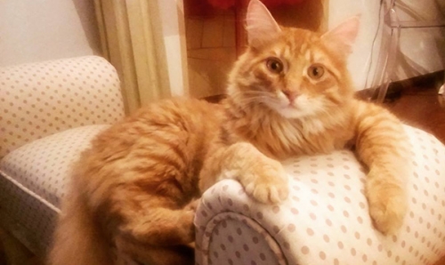 Χάθηκε κανελί γάτος, Κηφισία