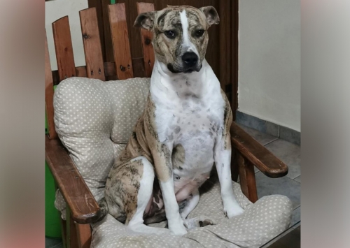 Χάθηκε ημίαιμο Πίτμπουλ, Λάρνακα