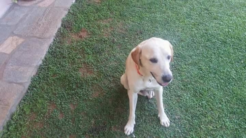 ΒΡΕΘΗΚΕ ΗΜΙΑΙΜΟΣ  ΛΑΜΠΡΑΝΤΟΡΑΚΟΣ  ΔΡΑΜΑ