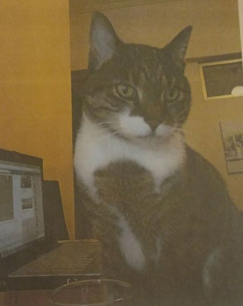 Χάθηκε γάτος, Ν. Φάληρο