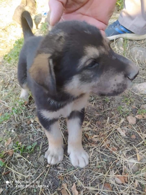 Αδεσποτάκι