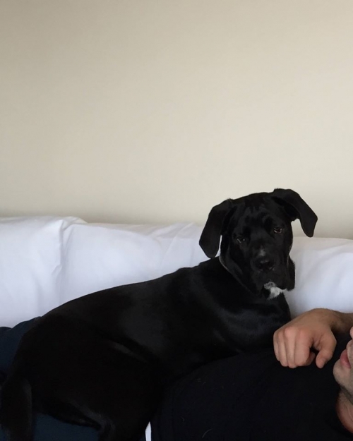 Χάθηκε κουτάβι Κάνε Κόρσο