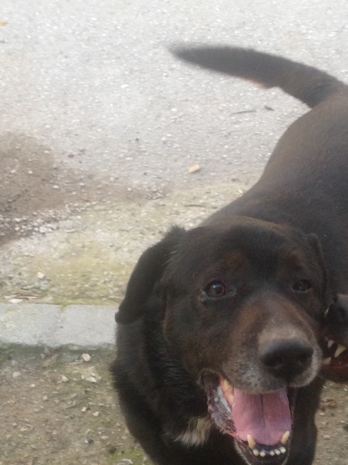 Βρέθηκε σκυλος