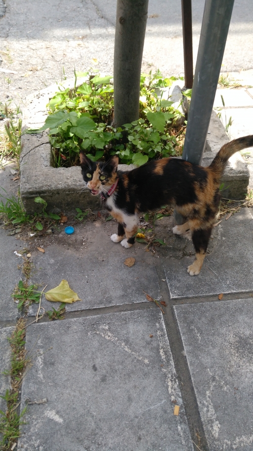 Ανω Εύοσμος Γατουλα βρέθηκε