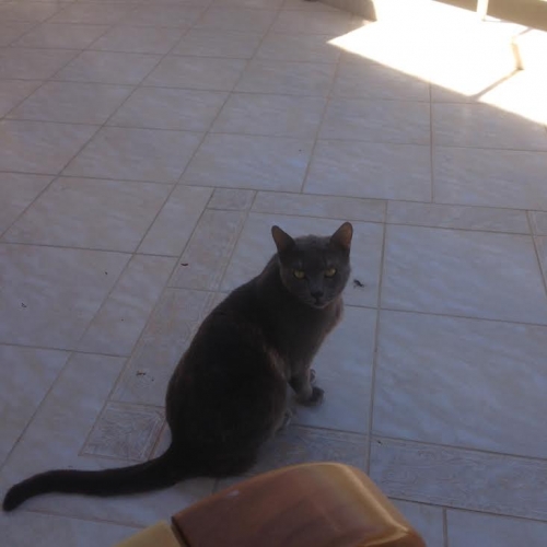 ΧΑΘΗΚΕ γατα στην περιοχή Άγιος Δημήτριος