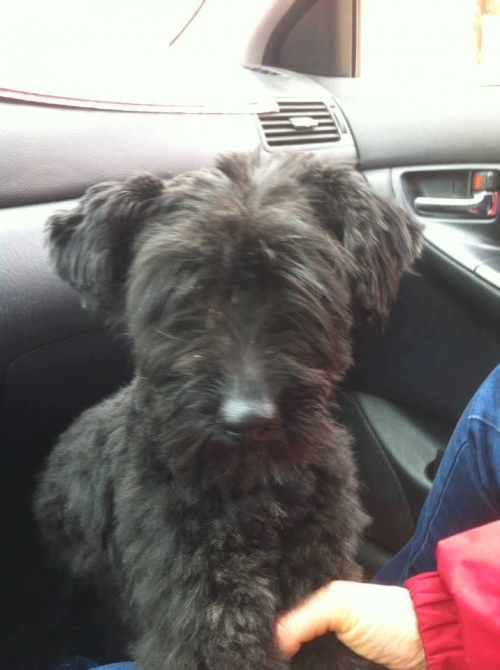 Χάθηκε μικρόσωμο Γκριφόν